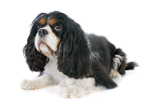 cavalier king charles spaniel mixed with cocker spaniel