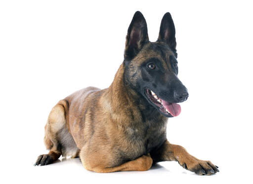 Belgian Dog (Malinois) | Dog Breeds