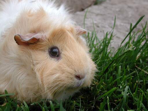 Abyssinian Guinea Pigs | Abyssinian For Sale | Guinea Pig Breeds