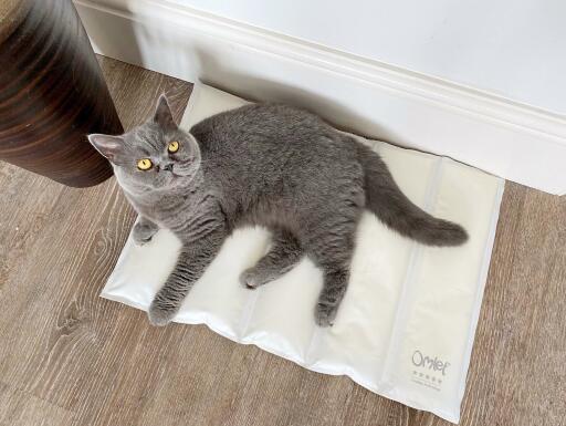 Drymate - Mat For Cats Tan Swirl Fish Kitty