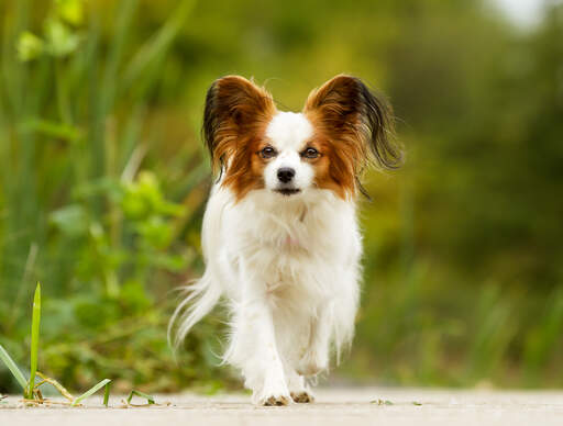Papillon Dogs | Breeds