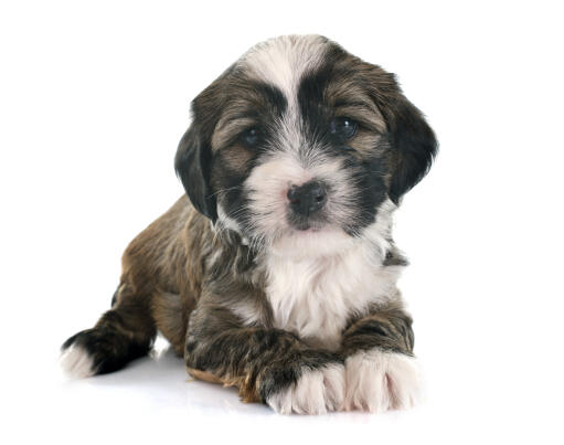 Dog Tibetan Terrier A Beautiful Little Tibetan Terrier Puppy Lying Neatly With It's Paws Together 