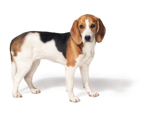 Tall beagle hot sale breed