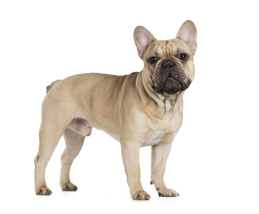 can french bulldogs be tall?