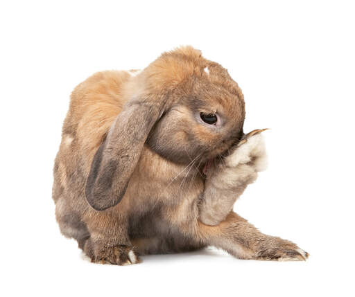 Dwarf store lop rabbit