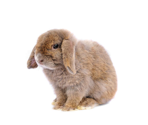 French lop eared store bunny