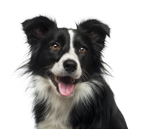 Border Collie Dogs | Breeds