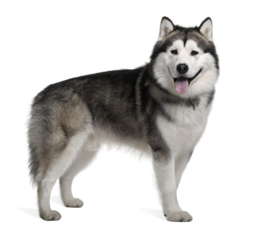 Alaskan Dogs | Breeds