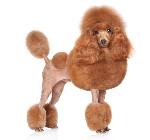 toy poodle brown full grown