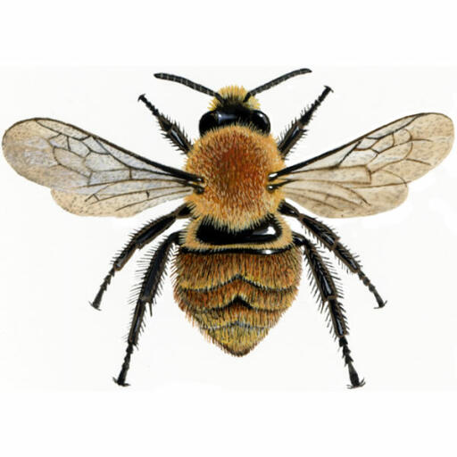 Bumblebee, Bumblebee For Sale