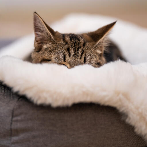Luxury Faux Sheepskin Cat Blanket - Medium