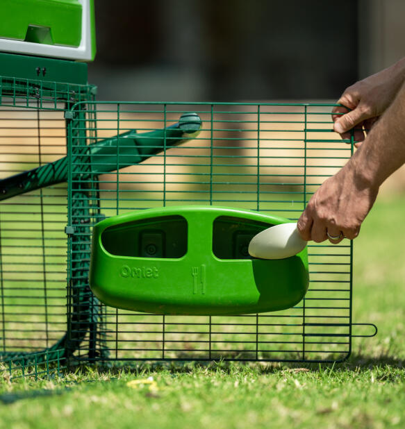 Hand refilling a chicken coop feeder on the run door of a chicken coop