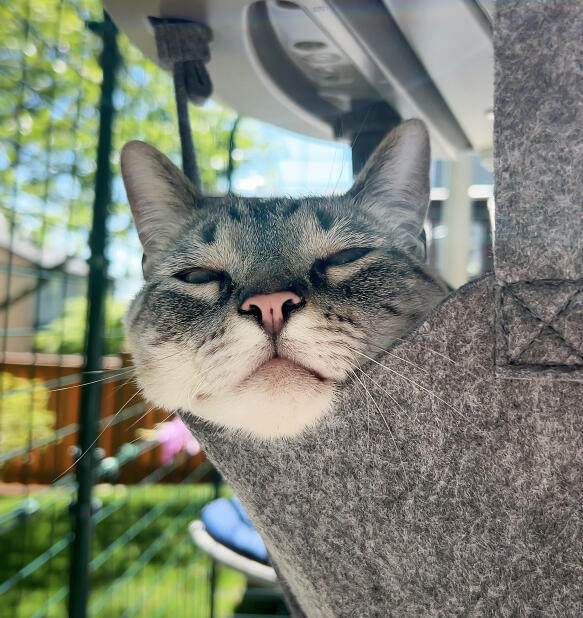 Content cat in a hammock enjoying an outdoor enclosure