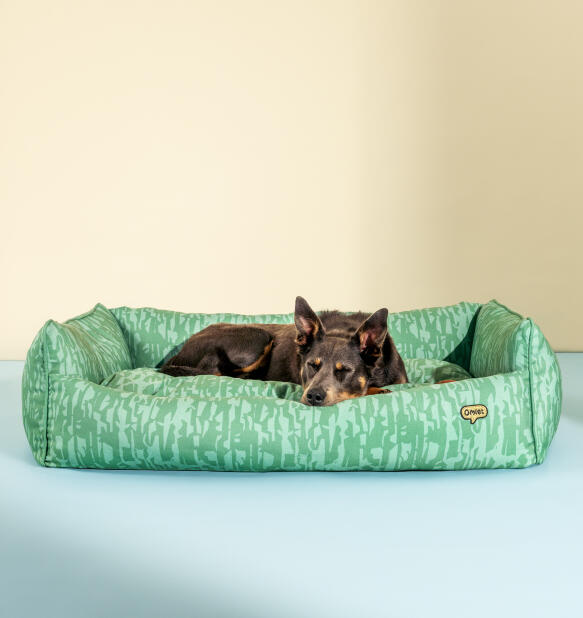 Dog lying comfortably in a large soft nest dog bed