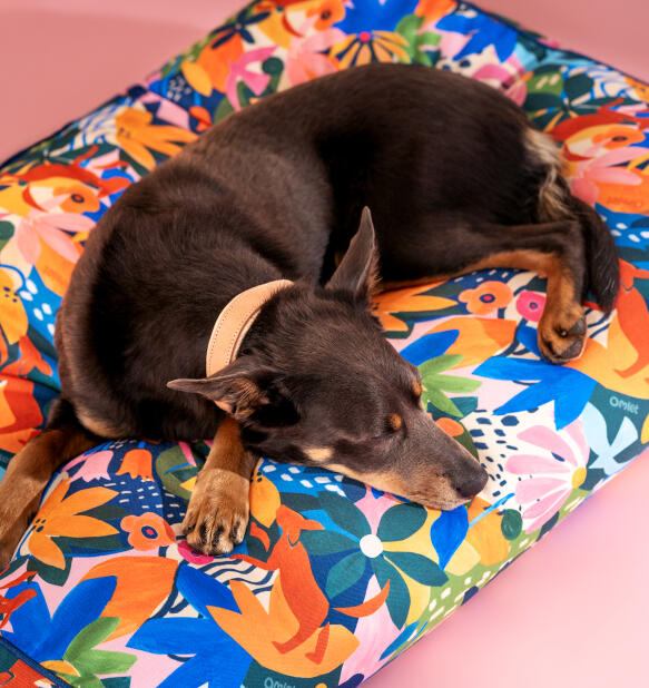 Dog resting on an easy to clean cushion dog bed in adventureland print