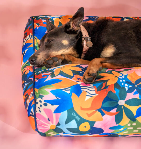 Dog sleeping on an Omlet cushion dog bed in adventureland print