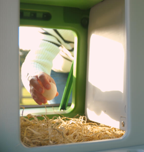 Hand collecting eggs from the nesting box in the Eglu pro chicken coop