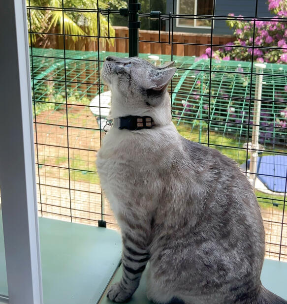 Cat on a window ledge enjoying the freedom of the Omlet catio tunnel