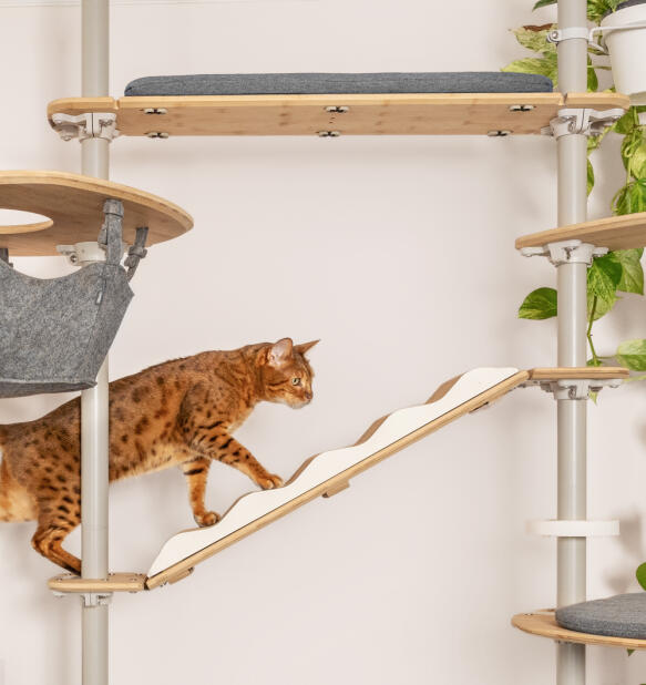 A cat using the indoor Freestyle cat tree set up with various accessories.