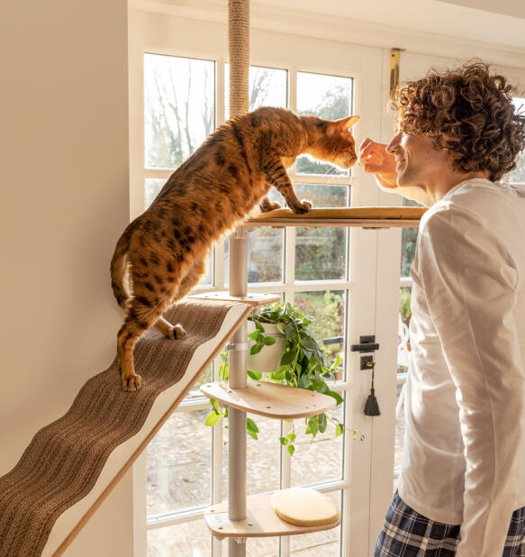 A man petting his cat on the indoor Freestyle cat tree.