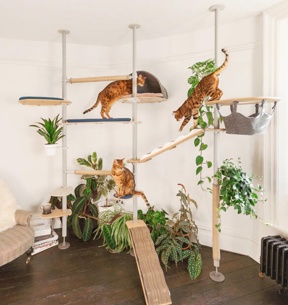 Cat jungle gym best sale