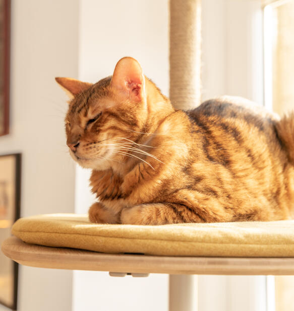 A cat resting on the yellow Freestyle platform