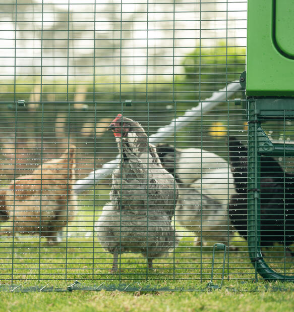 Chicken looking out from the predator proof mesh on the Eglu pro coop run