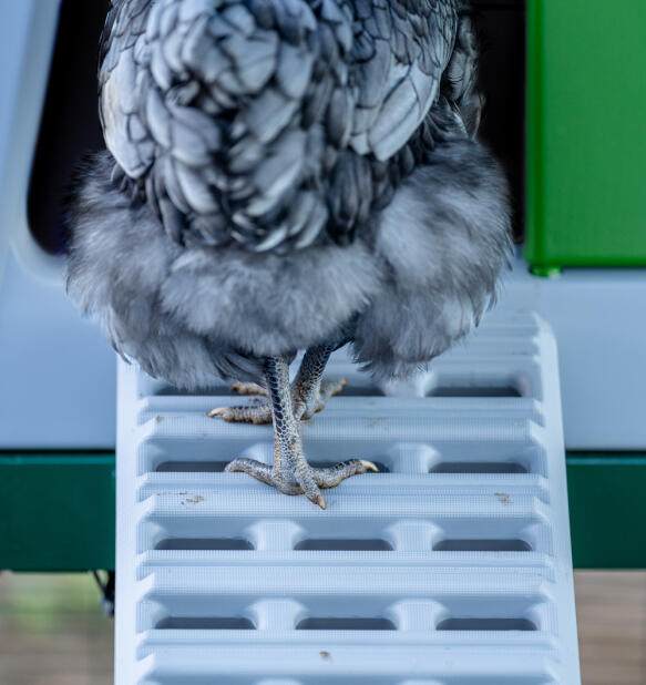 Grey chicken climbing a ladder up into the chicken coop