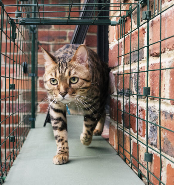 Catio Tunnel System - Safe Outdoor Walkway | Omlet