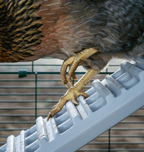 Close up of chicken feet on a coop ladder