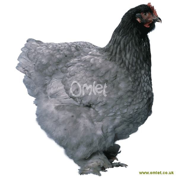 Rot token botsing Cochin For Sale | Chickens | Breed Information | Omlet