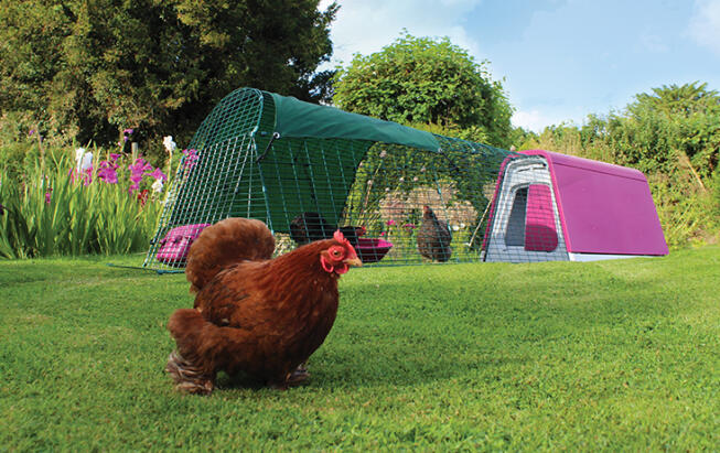 The Ultimate in Chicken Houses from Omlet - Stylish & Functional