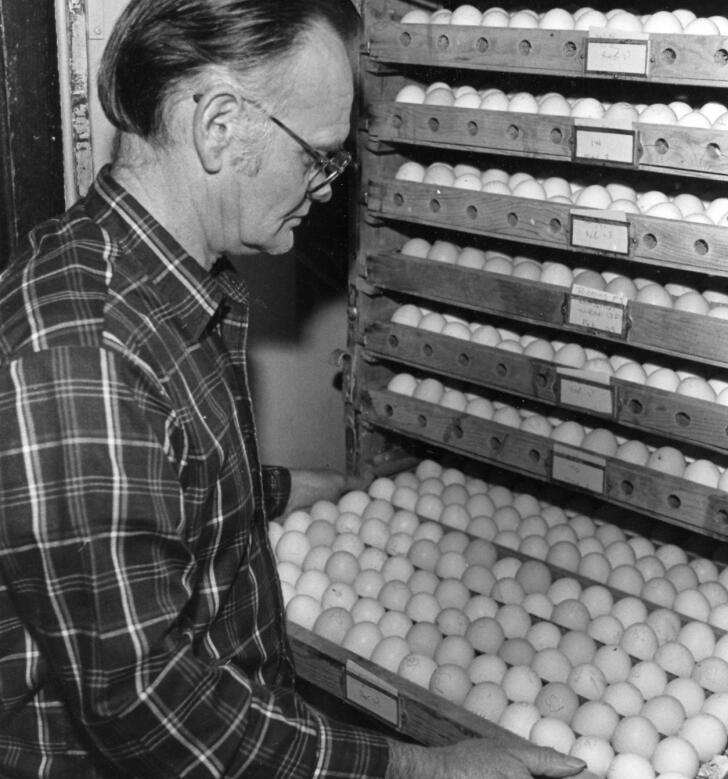 Cackle hatchery, the esteemed family run missouri hatchery