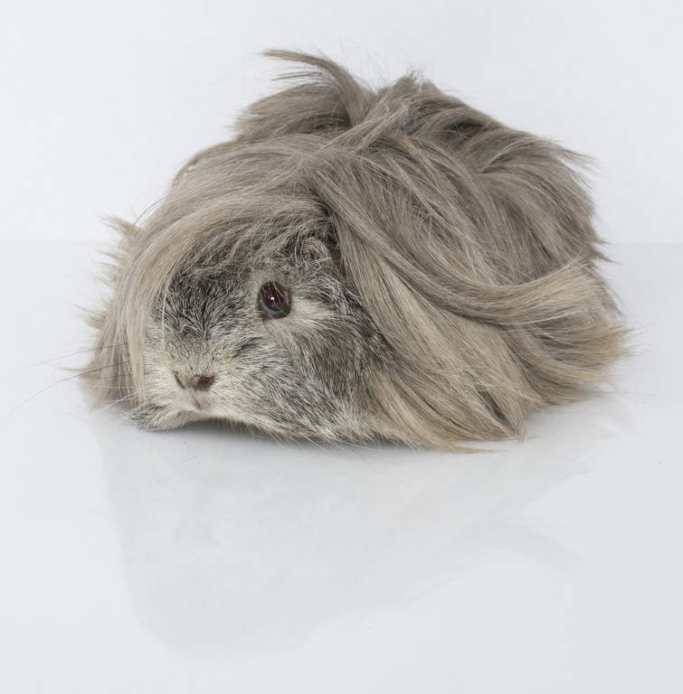 peruvian guinea pig for sale