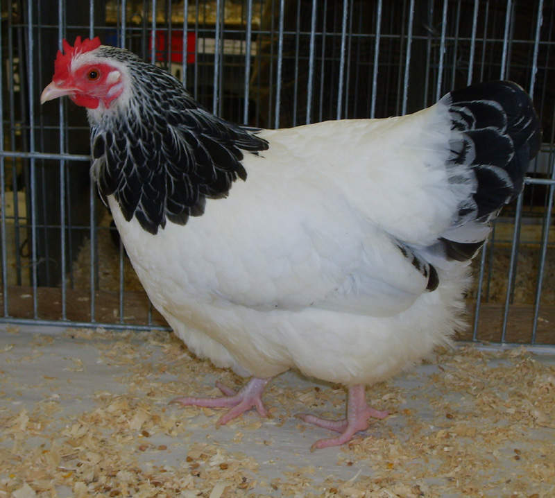 Sussex Bantam Sale | Chickens Breed Information | Omlet
