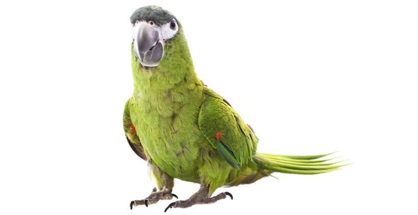 Learn all about parrots with the Omlet ultimate bird guide and bird breeds information