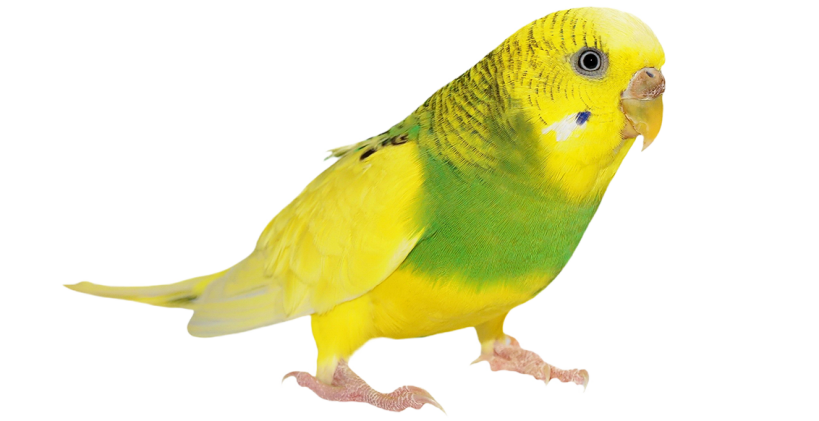 Learn all about budgies with the Omlet ultimate bird guide and bird breeds information