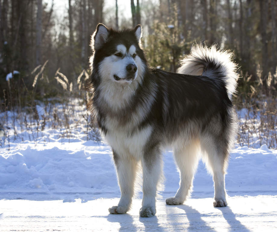 Alaskan Dogs | Breeds