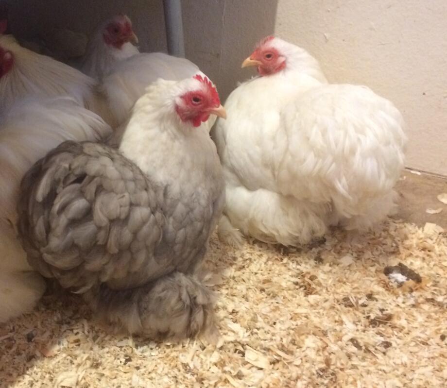 Cochin For Sale Chickens Breed Information Omlet