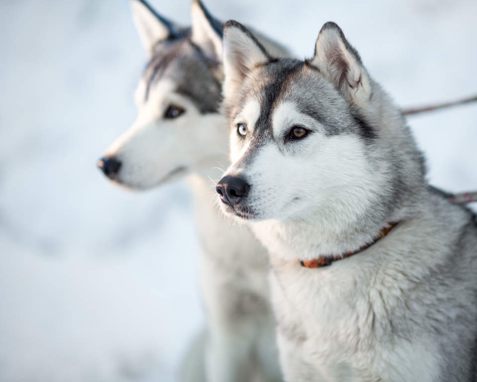 About The Breed Siberian Husky Highland Canine Training Ph