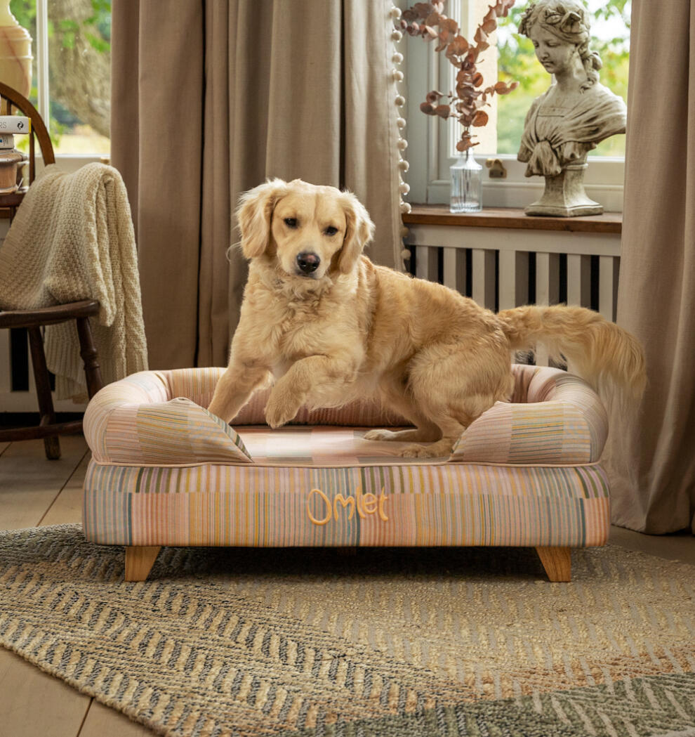 Dog jumping on top bed