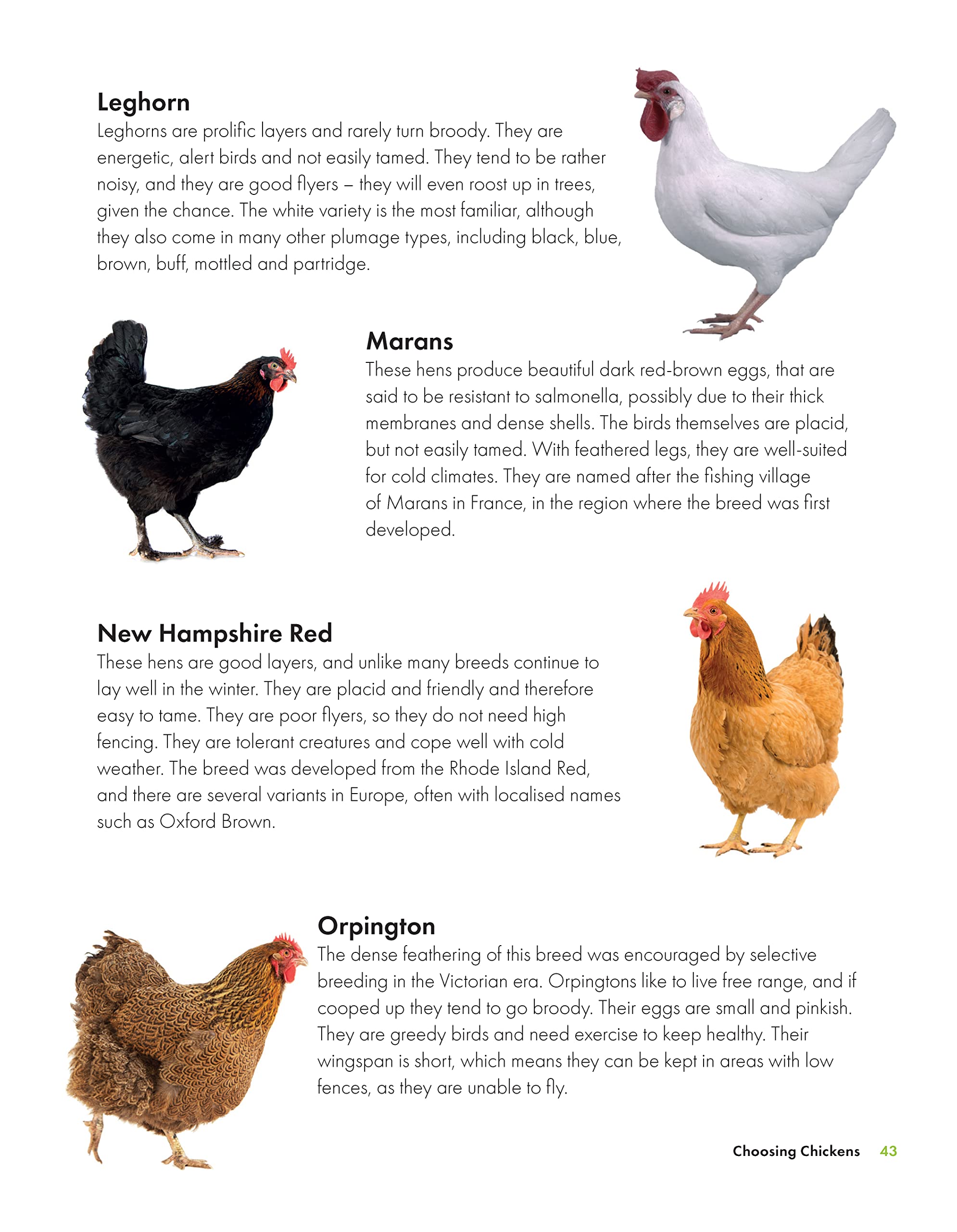 What the Cluck? - The Omlet guide to keeping chickens | Omlet