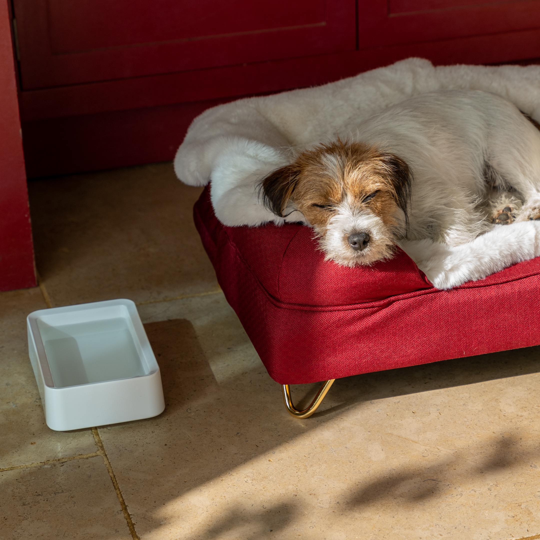 Dog Beds & Bowls