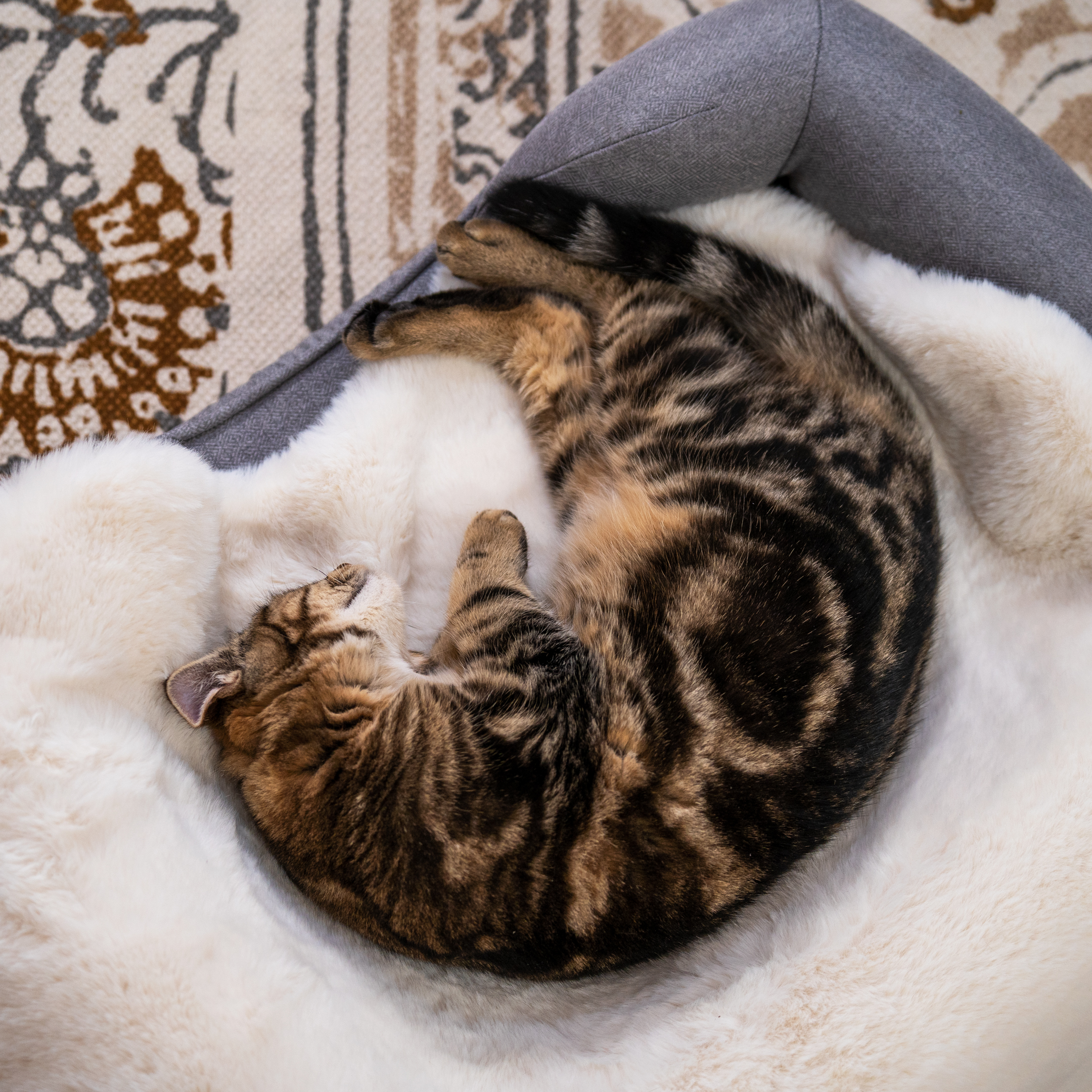 https://www.omlet.us/images/catalog/2022/10/18/luxury-faux-sheepskin-cat-blanket-omlet_2.jpg