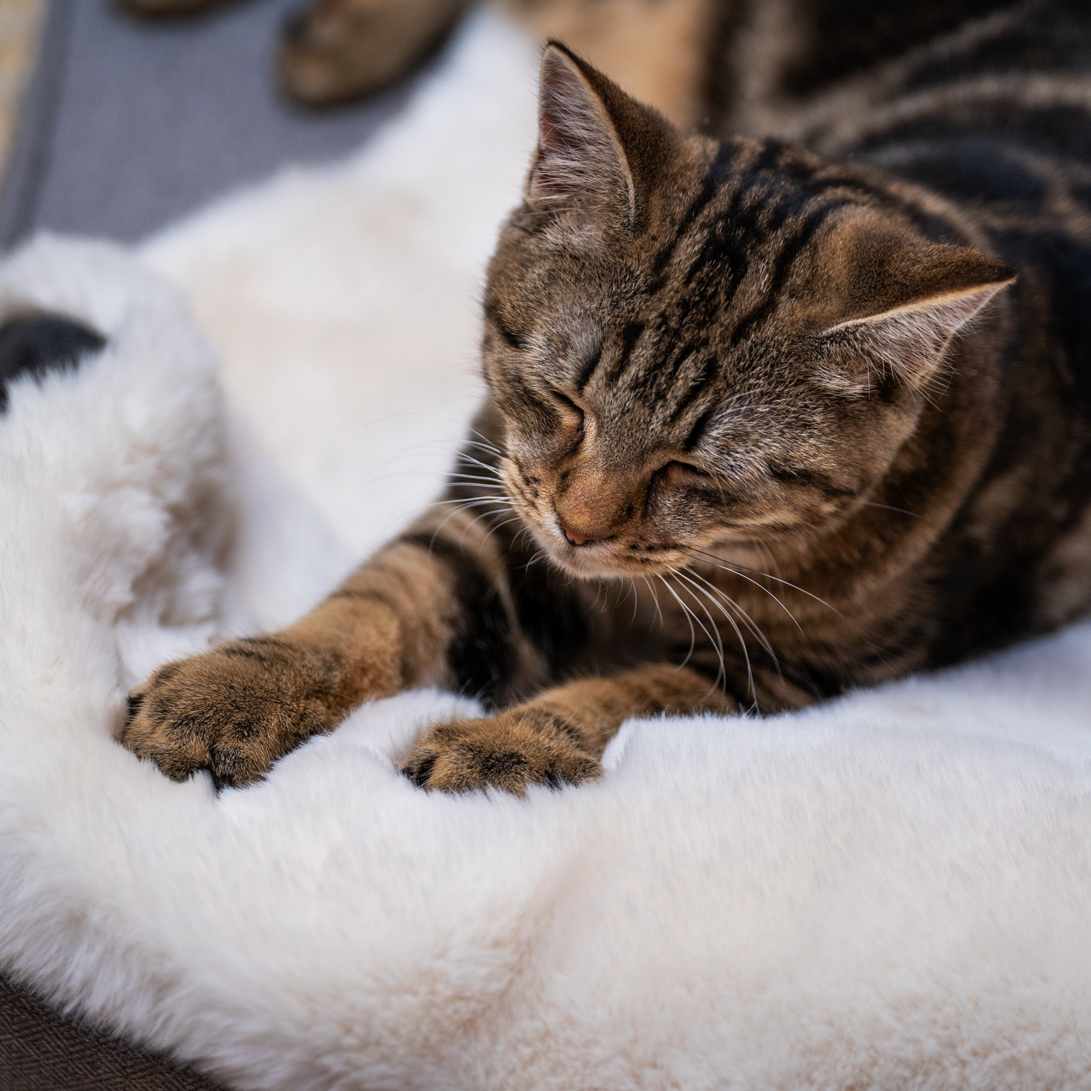 Luxury Faux Sheepskin Cat Blanket - Medium