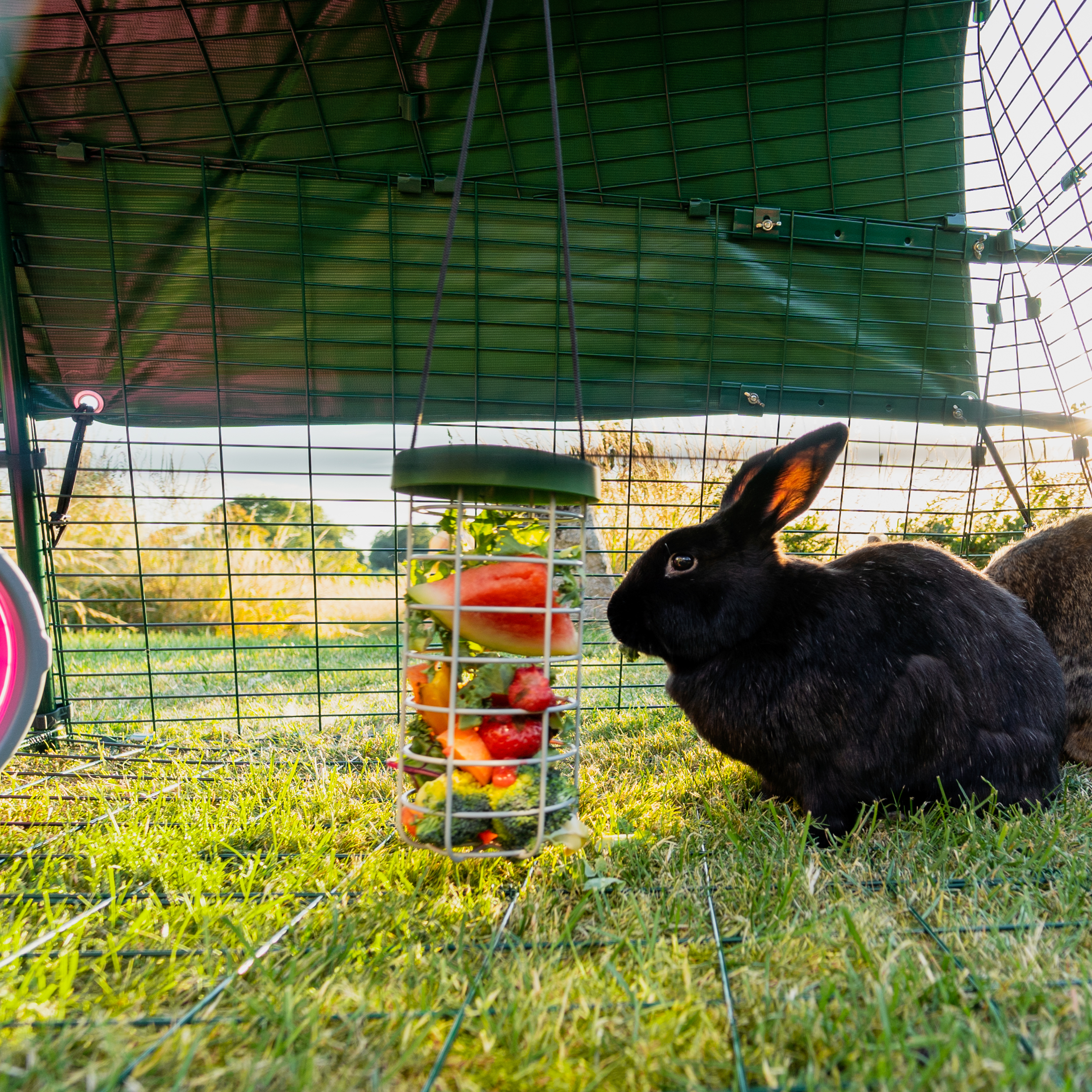 Omelette rabbit clearance hutch