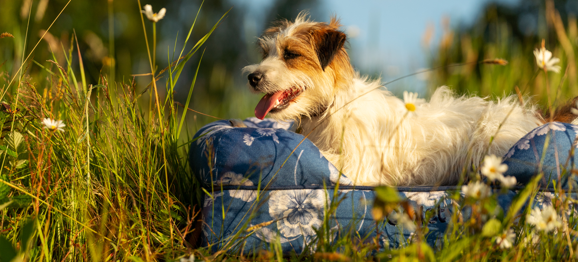10 Must-have Products for New Dog Owners - The Pet Blog Lady