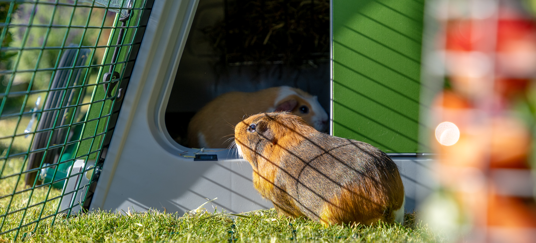 Close up of a guinea pig inside spacious Eglu Go Hutch run.