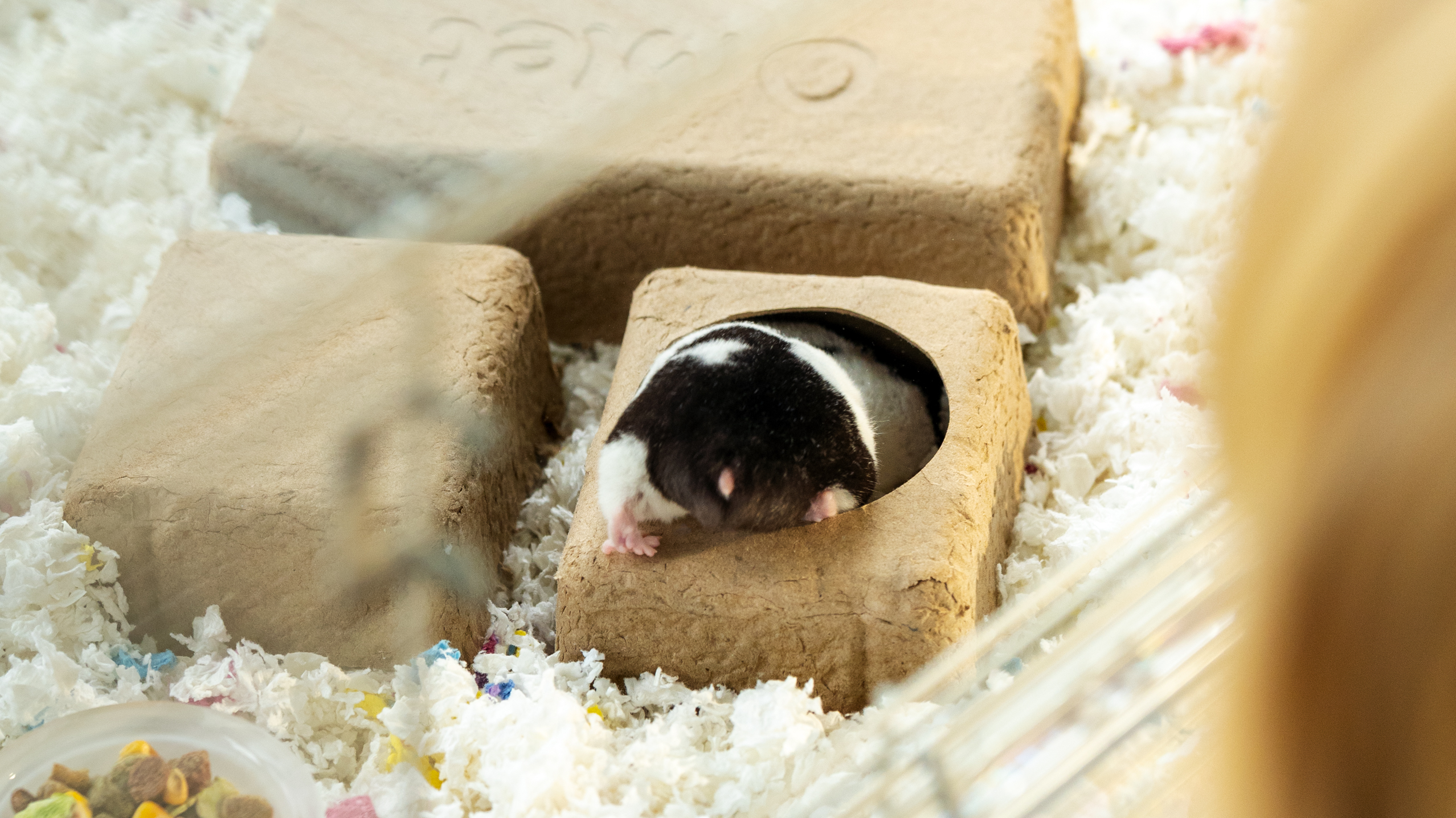 Hamster burrowing in a chamber hide inside Omlet Hamster Habitat.