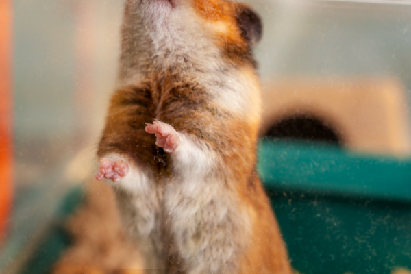 Extreme close up of hamster stood against the Omlet Hamster Habitat